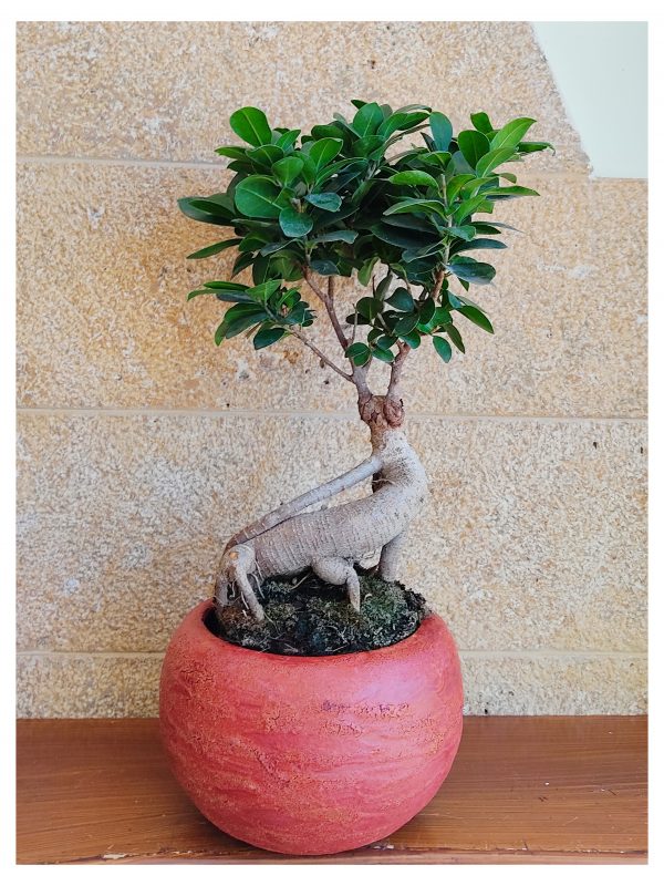 Μπονσάι σε κασπώ (Ficus Microcarpa)