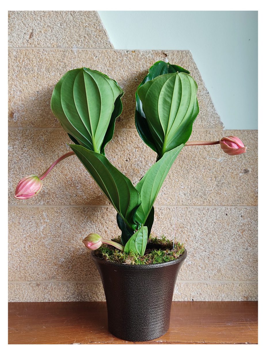 Μεντινίλλα (Medinilla) 4 Μεντινίλλα (Medinilla) - Image 3