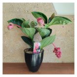 medinilla gyala