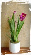 miltonia