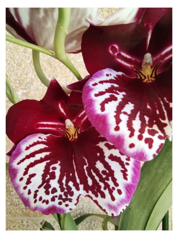 miltonia close up