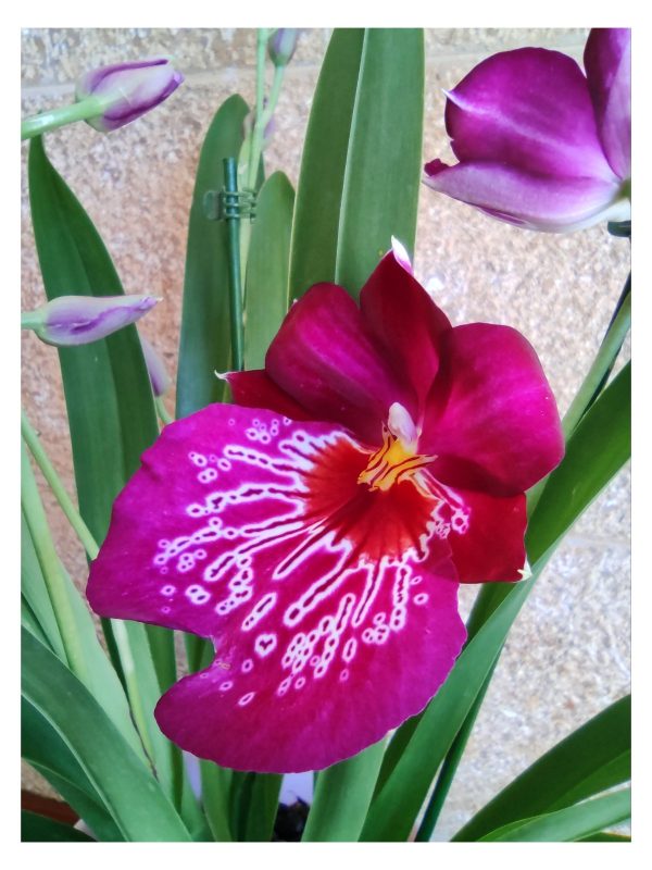 miltonia close up2