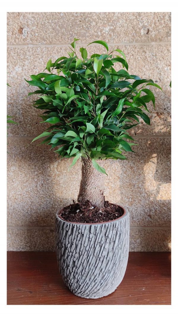 mini ficus