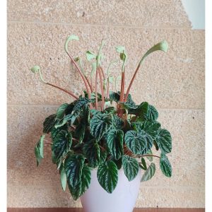Πεπερόμια σε κασπώ (Peperomia Caperata Green)