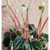 Πεπερόμια σε κασπώ (Peperomia Caperata Green) - Image 2